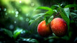 © RedPanda - Two red apples are hanging from a tree in the rain. The raindrops on the apples make them look shiny and fresh. Concept of tranquility and natural beauty, as the rain nourishes the fruit