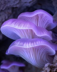 Wall Mural - Vibrant purple mushrooms in the forest