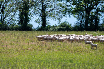 Wall Mural - Green pastures with grazing sheeps in Perigord Limousin Regional Natural Park, Dordogne, France in spring