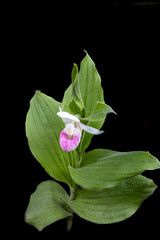 Wall Mural - Abstract macro texture view of a blooming pink and white showy lady’s slipper (cypripedium reginae) flower with black background