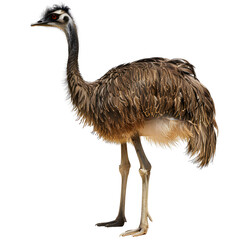 Close-up image of an emu standing against  isolated on transparency background, PNG cut out, showcasing its detailed feathers and unique appearance.