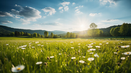 Wall Mural - green field and blue sky. field and clouds