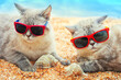 © vvvita - Two funny cats wearing sunglasses relaxing on the beach