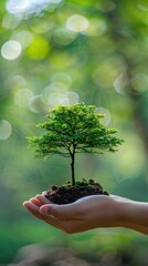 Wall Mural - A person holding a small tree in their hand with green trees behind them. AI.