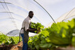 © Wavebreak Media - Harvesting fresh lettuce, farmer working in organic hydroponic vegetable greenhouse