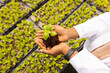 © Wavebreak Media - Holding seedling, farmer nurturing plant in hydroponic farm, wearing white coat