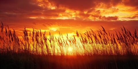 Canvas Print - Sunset Through Tall Grass
