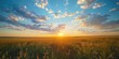 © Bolustck - Golden wheat field at sunset with dramatic clouds and vibrant colors in the sky. Beautiful sunset over a grassy meadow. Concept of nature, beauty, tranquility, and peace.