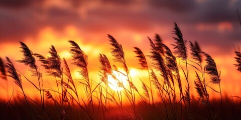 Wall Mural - Silhouettes of Grass in a Dramatic Sunset