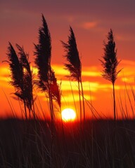 Wall Mural - Silhouettes of Grass at Sunset