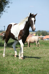 Wall Mural - Nice youg paint horse running