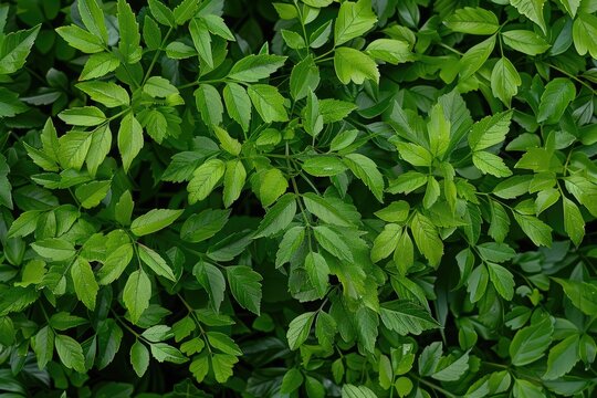 Closeup shot of the small green leaves of a bush