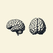 © Nurjen - vintage human brain illustration. hand drawn barbershop tools isolated background