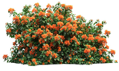 Lush Bush of Vibrant Orange Flowers