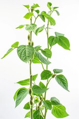 Wall Mural - Soybean Plant Isolated. Fresh Harvested Crop for Chinese Cuisine with White Background