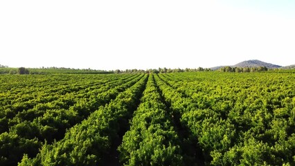 Sticker - Orange trees at sunset seen from above with drone view