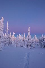 Sticker - snow covered trees