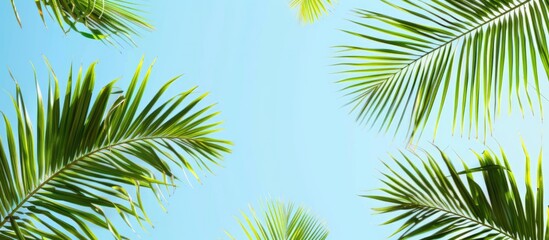 Wall Mural - Palm leaves create a scenic tropical backdrop with a clear blue sky providing ample copy space image.