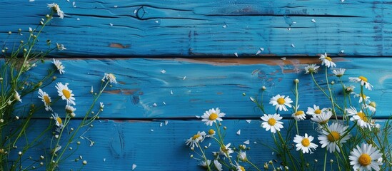 Poster - Festive blue wooden background with chamomile, copy space image.