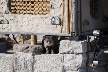 Wall Mural - 建物の隙間でくつろぐ猫