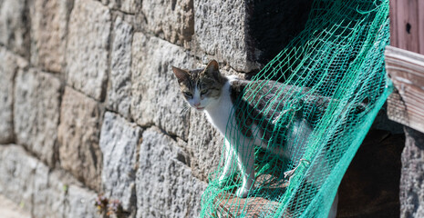 Wall Mural - 防護ネットから顔を出す猫