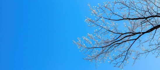 Fototapete - Blue sky provides a background for a tree branch, leaving empty space for photos. Copy space image. Place for adding text and design