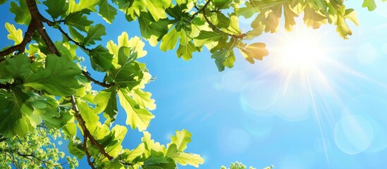Aufkleber - Summer day scene with oak tree branches and green leaves against a bright sunlit blue sky, creating a tranquil nature landscape with a vibrant green forest in the background. Perfect for a copy space