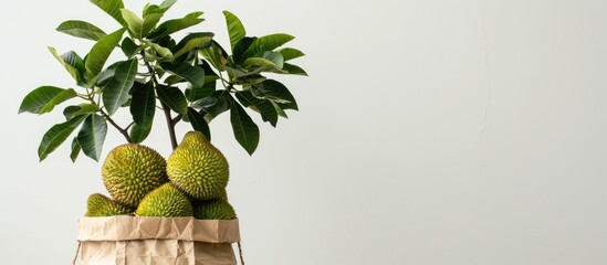 Sticker - A jack-fruit tree showcased in a brown paper bag against a white wall, providing ample copy space image.