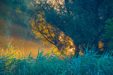 Poster - The edge of a lake with reed in wetland in summer at sunrise,  Almere, Flevoland, The Netherlands, June 24, 2024