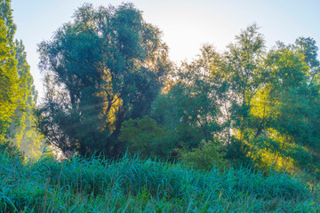 Poster - The edge of a lake with reed in wetland in summer at sunrise,  Almere, Flevoland, The Netherlands, June 24, 2024