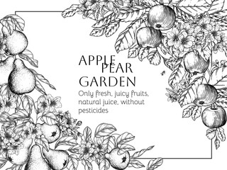 Vector border of a tree branch with blossoms and fruits. Apple and pear trees in engraving style	
