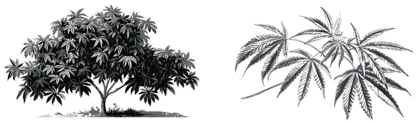 Isolated white background with a cannabis sativa male tree botanical engraving illustration clip art
