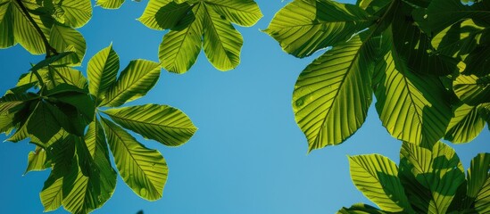 Green chestnut leaves seen from below against a backdrop of the blue sky, with copy space image included.