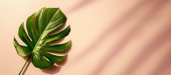 Fototapete - Minimalist concept with a tropical leaf situated on a soft pastel backdrop in a flat lay composition with available copy space image.