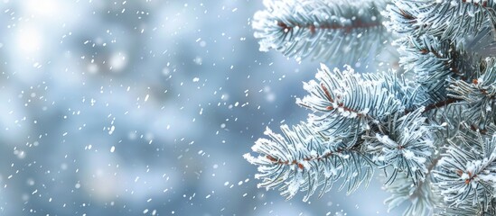 Wall Mural - Closeup of a snow-covered pine branch in winter scenery with a blank space for adding images to the scene. Copy space image. Place for adding text and design