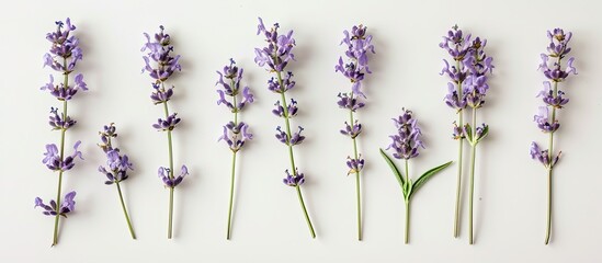 Poster - Lavender flowers arranged against a plain white backdrop, ideal for a copy space image.
