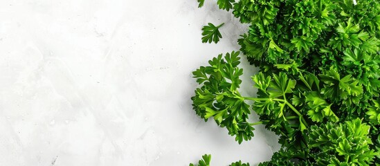 Aufkleber - Copy space image featuring parsley on a white background.