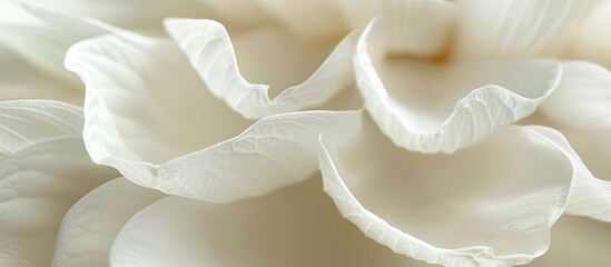 Wall Mural - A close-up photo of a white lotus petal, perfect for backgrounds or textures, with empty space for writing or images. Copy space image. Place for adding text and design