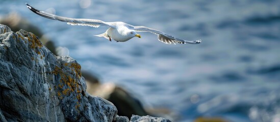 Wall Mural - A seagull soars gracefully over rocks towards the ocean with copy space image opportunity.