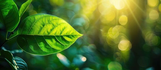 Poster - Green leaf on a blurred greenery background in a garden, basking in sunlight, with copy space for a natural plants landscape, fresh wallpaper concept.