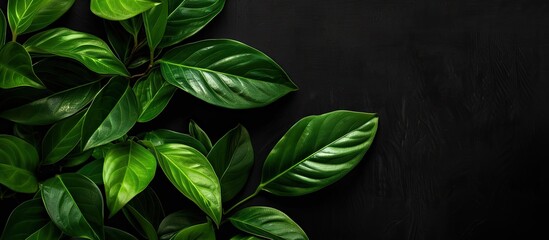 Wall Mural - Plant leaves set against a black backdrop with space for text or images. Copy space image. Place for adding text and design