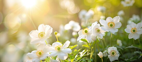 Wall Mural - Close-up view of white flowers on a sunny summer day, set against a blurred natural rural backdrop, ideal for nature-themed projects with copy space image.