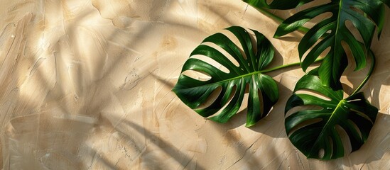 Poster - Overhead shot of a green monstera leaf arrangement on a colored backdrop with available copy space image.