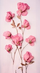 Wall Mural - Real pressed pink roses flowers blossom petal plant.