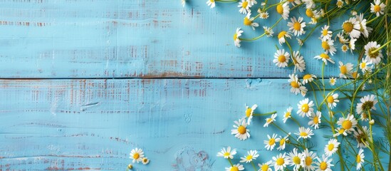 Poster - Festive blue wooden background with chamomile, copy space image.