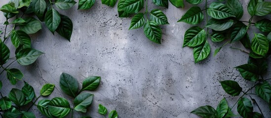 Sticker - Green leaves viewed from above on a concrete backdrop with a designated area for text; ideal for a floral-themed card or background image with a vintage touch. Copy space image