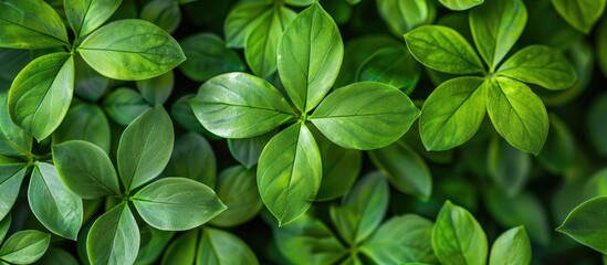 Poster - Macro photo of a background of green leaves with copy space image.