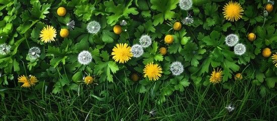 Wall Mural - background of green grass with yellow dandelions and white flowers, perfect for any copy space image