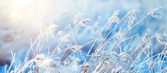 Sticker - Blurry frozen grass creating a winter abstract background in an outdoor landscape setting with copy space image.