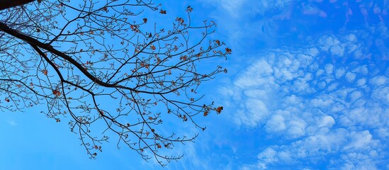 Wall Mural - Blue sky provides a background for a tree branch, leaving empty space for photos. Copy space image. Place for adding text and design